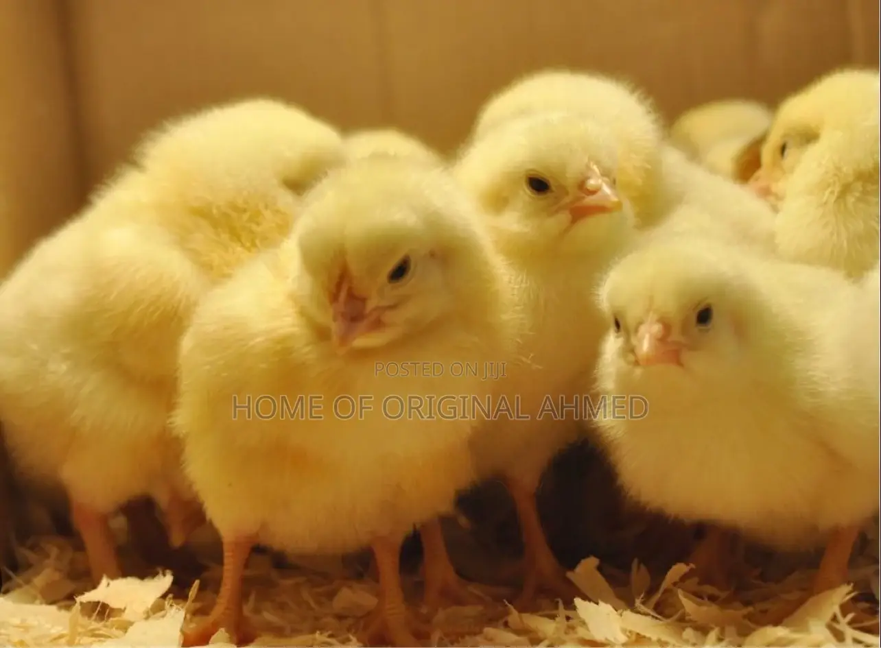 All Dayold Chicks Available Pure Breeds From the Netherlands