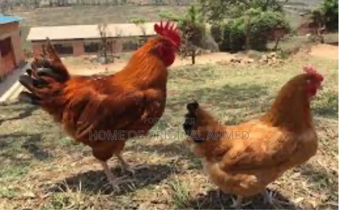 All Dayold Chicks Available Pure Breeds From the Netherlands