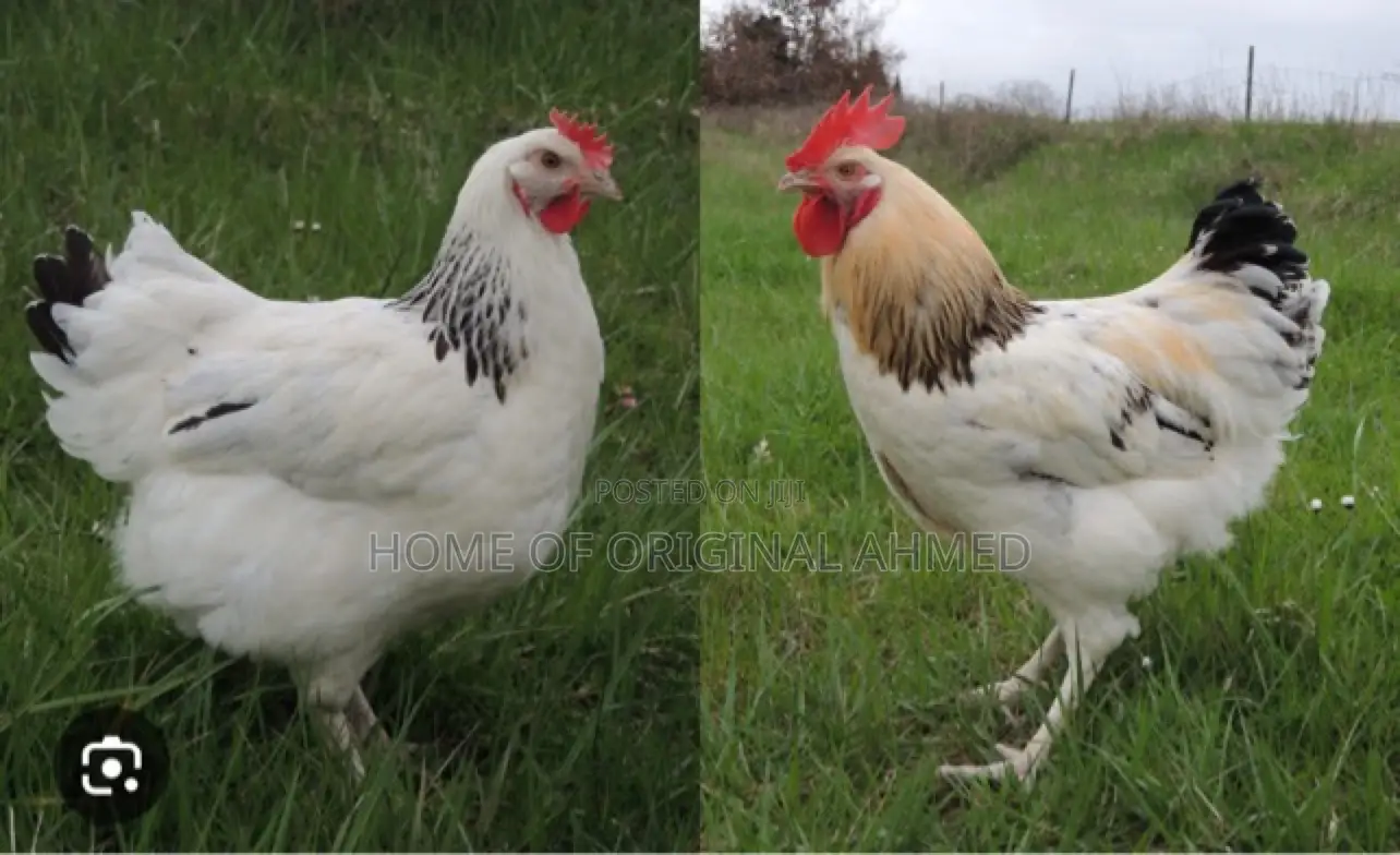 All Dayold Chicks Available Pure Breeds From the Netherlands
