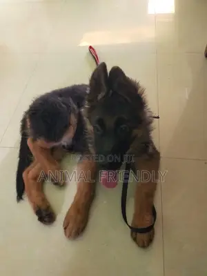1-3 months Female Purebred German Shepherd