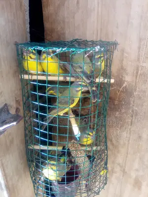 Canary Birds