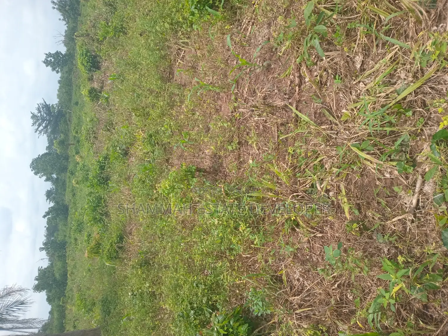 Farm Land for Sale
