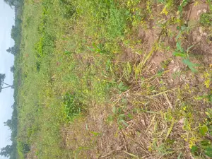 Farm Land for Sale