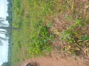 Farm Land for Sale