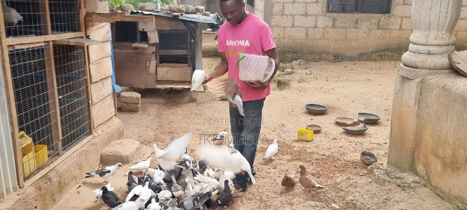 Pigeons (Mixed Colour)