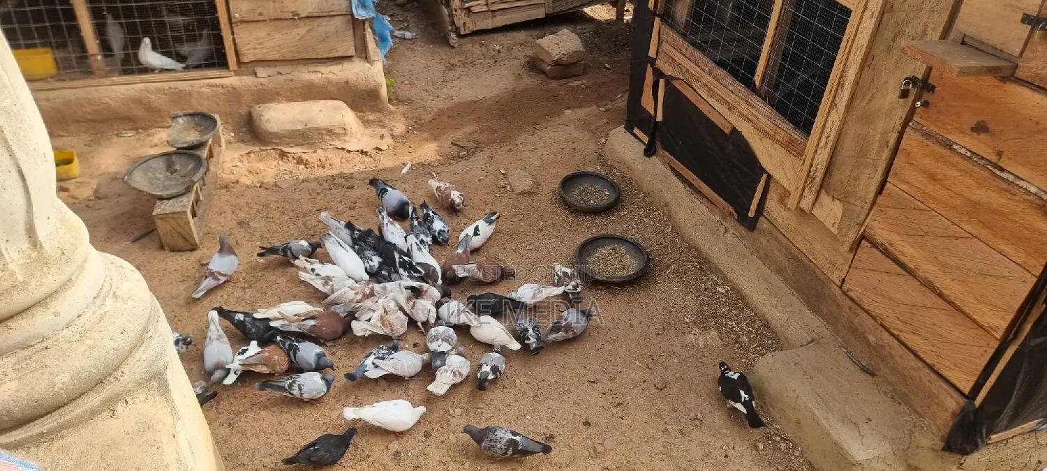 Pigeons (Mixed Colour)