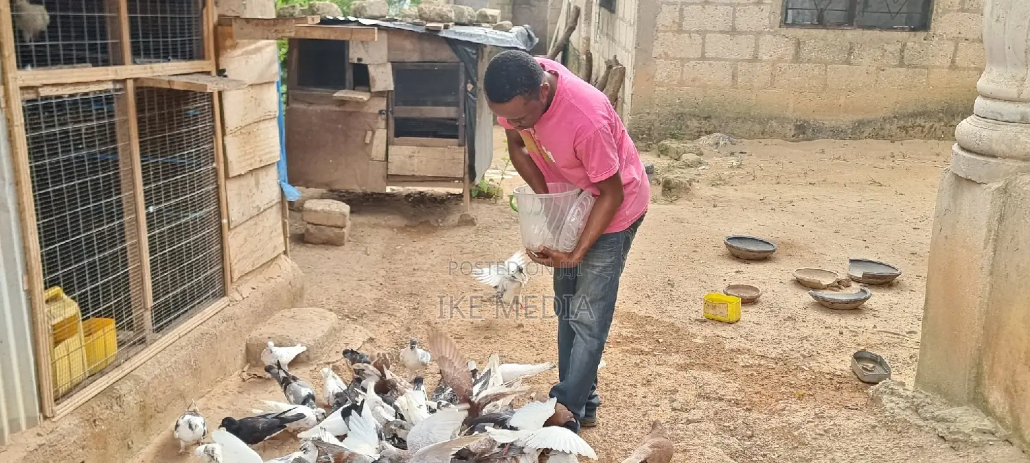 Pigeons (Mixed Colour)