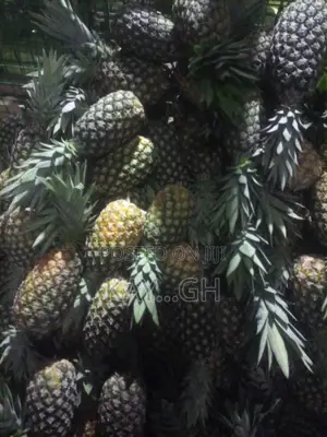 Fresh Pineapple