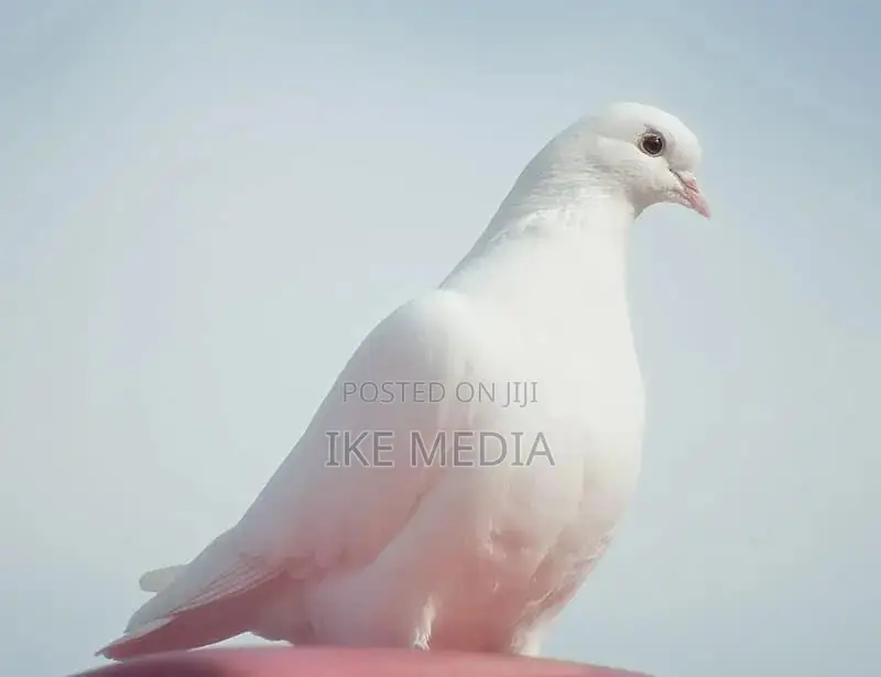 White Pigeons
