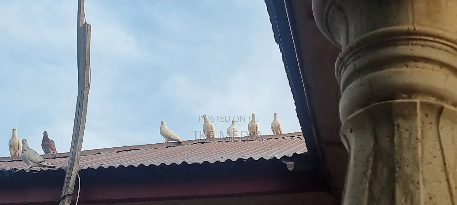 White Pigeons