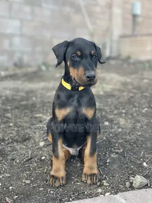 1-3 months Male Purebred Doberman Pinscher