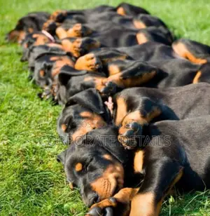 1-3 months Male Purebred Doberman Pinscher