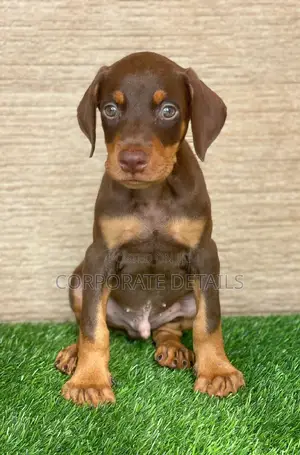 1-3 months Male Purebred Doberman Pinscher