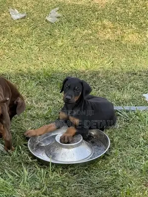 1-3 months Male Purebred Doberman Pinscher