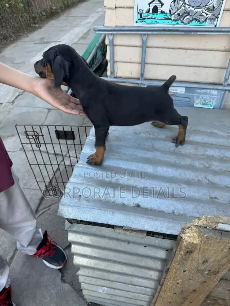 1-3 months Male Purebred Doberman Pinscher