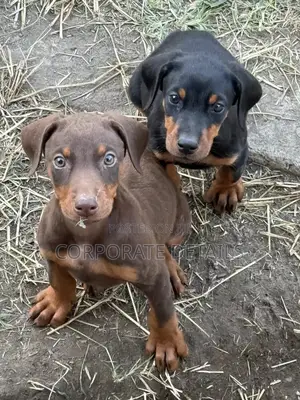 1-3 months Male Purebred Doberman Pinscher
