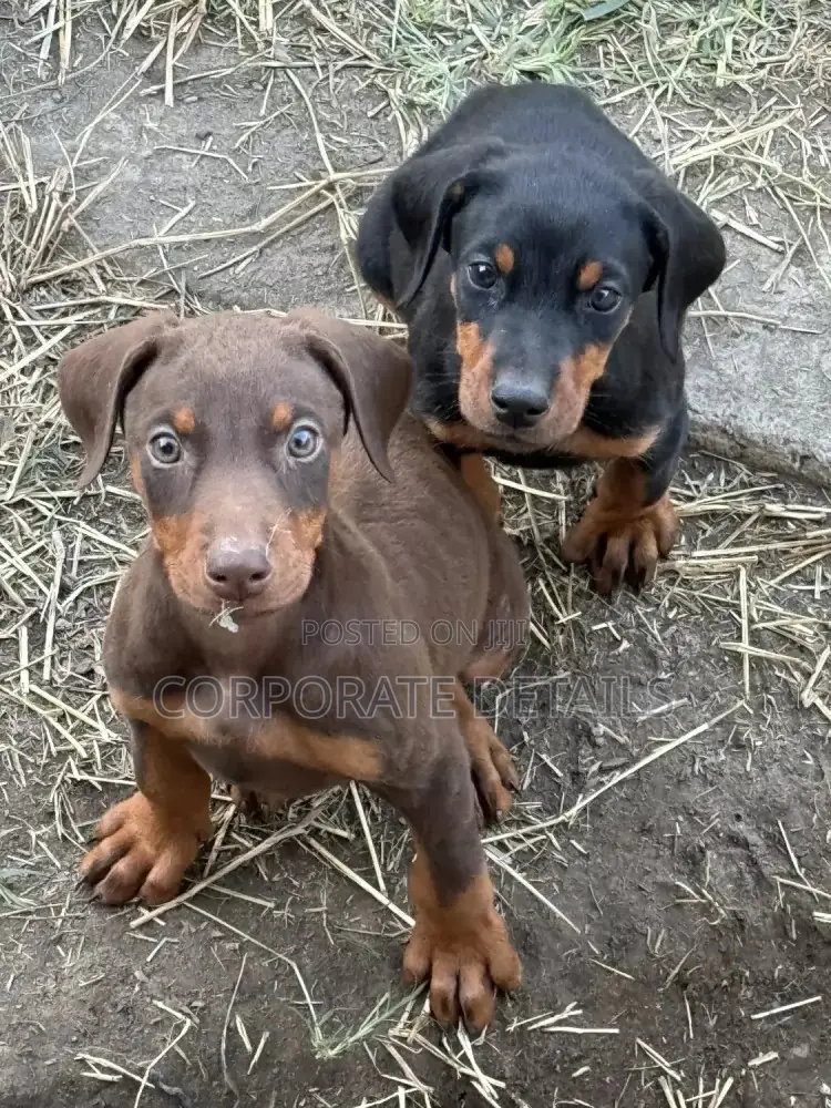 1-3 months Male Purebred Doberman Pinscher