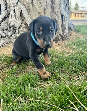 1-3 months Male Purebred Doberman Pinscher