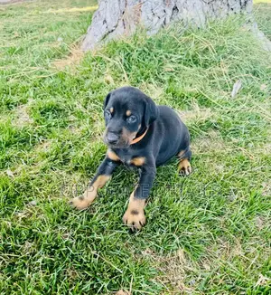 1-3 months Male Purebred Doberman Pinscher