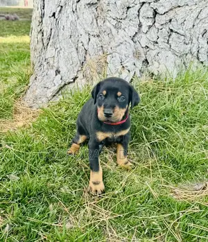 1-3 months Male Purebred Doberman Pinscher