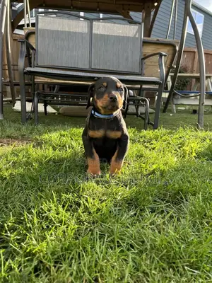 1-3 months Male Purebred Doberman Pinscher