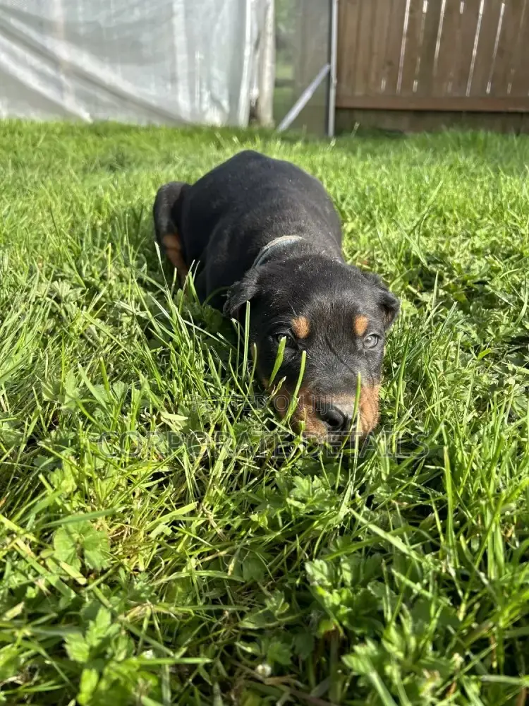 1-3 months Male Purebred Doberman Pinscher