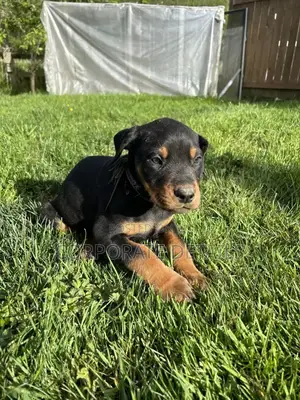 1-3 months Male Purebred Doberman Pinscher