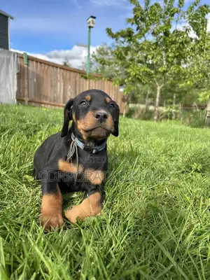 1-3 months Male Purebred Doberman Pinscher