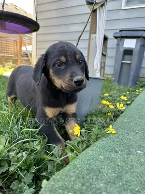1-3 months Male Purebred Doberman Pinscher