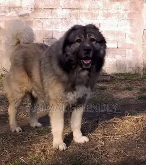 1-3 months Male Purebred Caucasian Shepherd