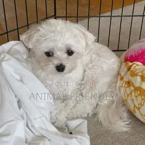 1-3 months Female Purebred Maltese