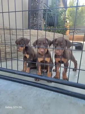 1-3 months Male Purebred Doberman Pinscher