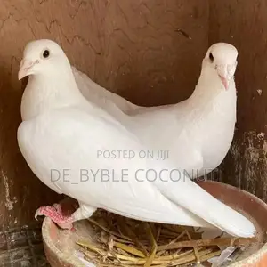 Whites Dove Eggs for Sale