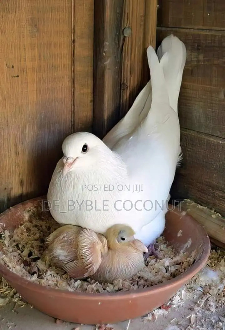 Whites Dove Eggs for Sale