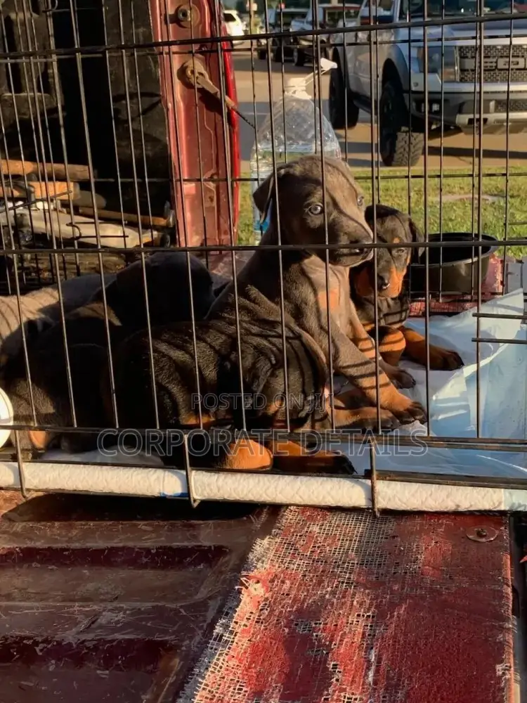 1-3 months Male Purebred Doberman Pinscher
