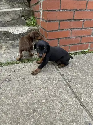 1-3 months Male Purebred Doberman Pinscher