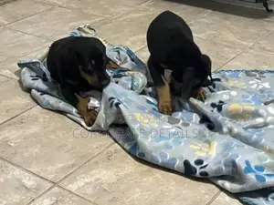 1-3 months Male Purebred Doberman Pinscher