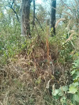 Gold Concession Land for Sale or Partnership