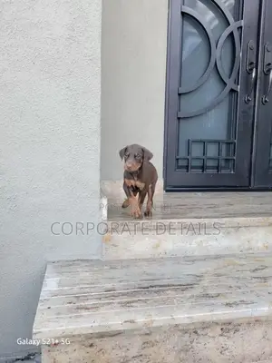 1-3 months Male Purebred Doberman Pinscher