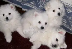 1-3 months Female Purebred American Eskimo