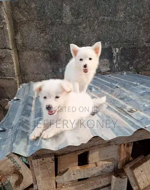 1-3 months Female Purebred American Eskimo