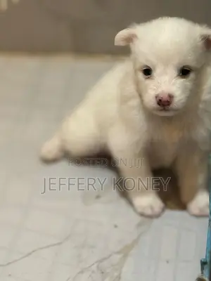 1-3 months Female Purebred American Eskimo