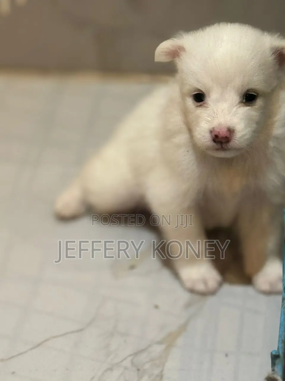 1-3 months Female Purebred American Eskimo