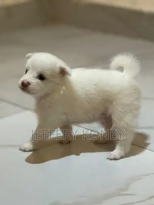 1-3 months Female Purebred American Eskimo