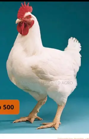 Broiler Cobb500 Doc