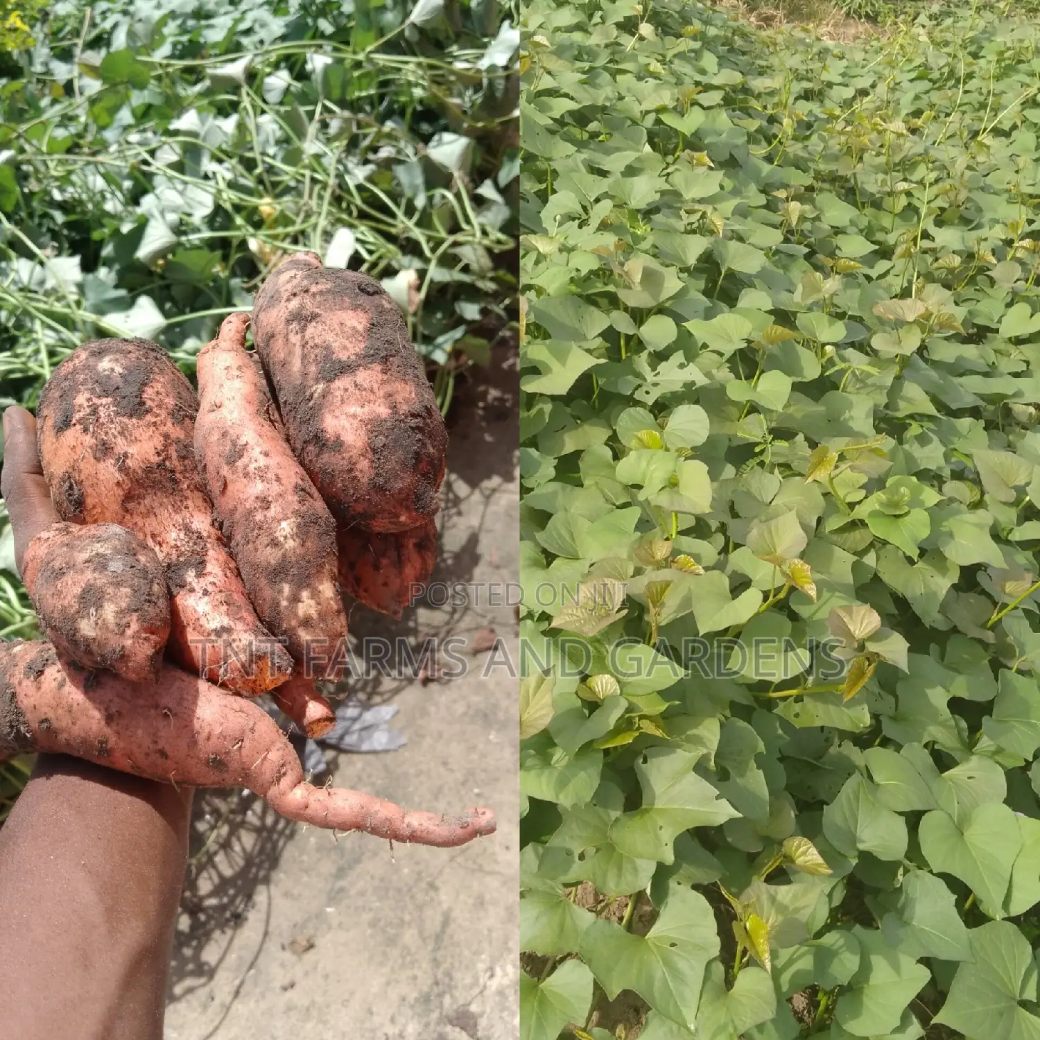 All Varieties of Sweet Potato Vines Available!