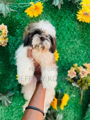 1-3 months Female Purebred Shih Tzu
