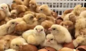 Layer Day Old Chicks