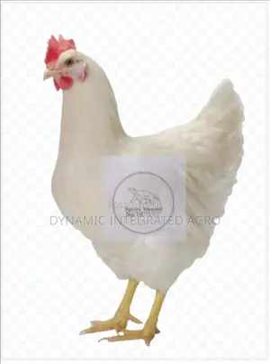 Layer Day Old Chicks