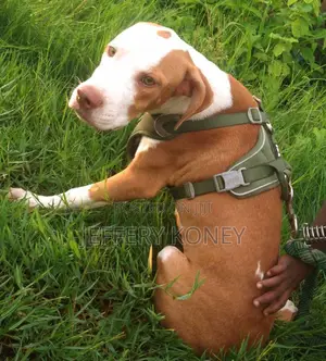 3-6 months Male Purebred American Pit Bull Terrier
